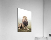 Lion Voice Acrylic Print