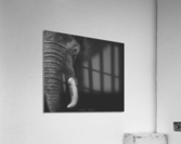Bully in Square Acrylic Print