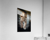 Simbas Look Acrylic Print