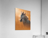 Gleaming Zebra Acrylic Print