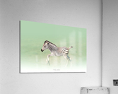 Running Zebra Acrylic Print