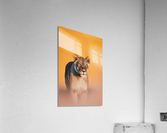 Lioness Stare Acrylic Print