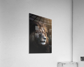 Glowing Lion Acrylic Print