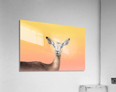 Dreamy Impala Acrylic Print