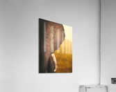 Golden Bully Acrylic Print