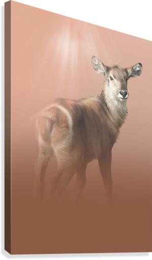 Striking Waterbuck Canvas Print