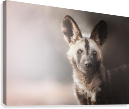 Wild Dog Portrait Canvas Print