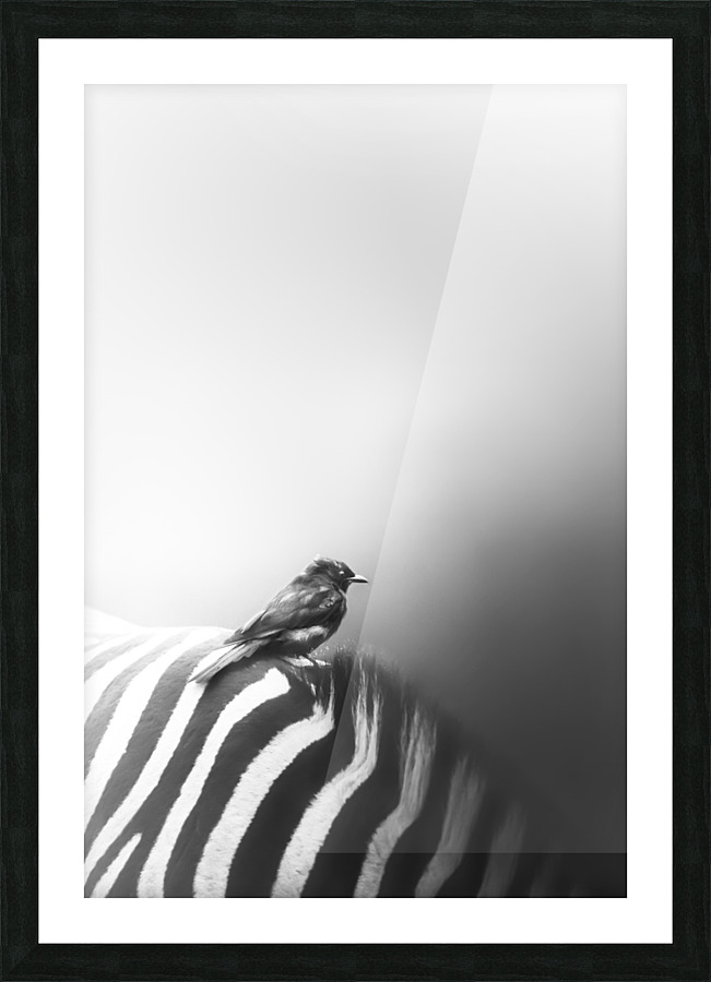 Drongo Style Picture Frame print