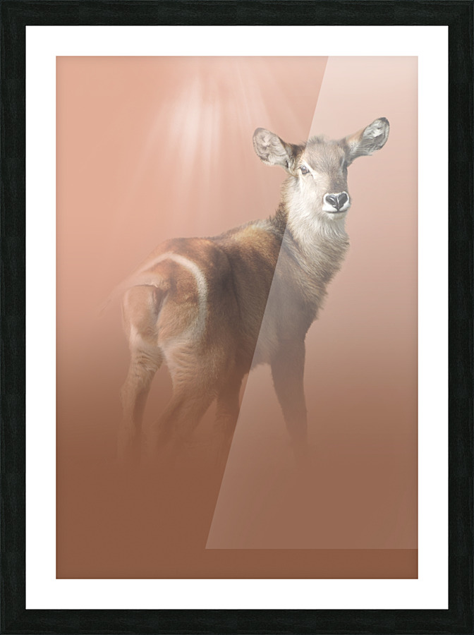 Striking Waterbuck Picture Frame print