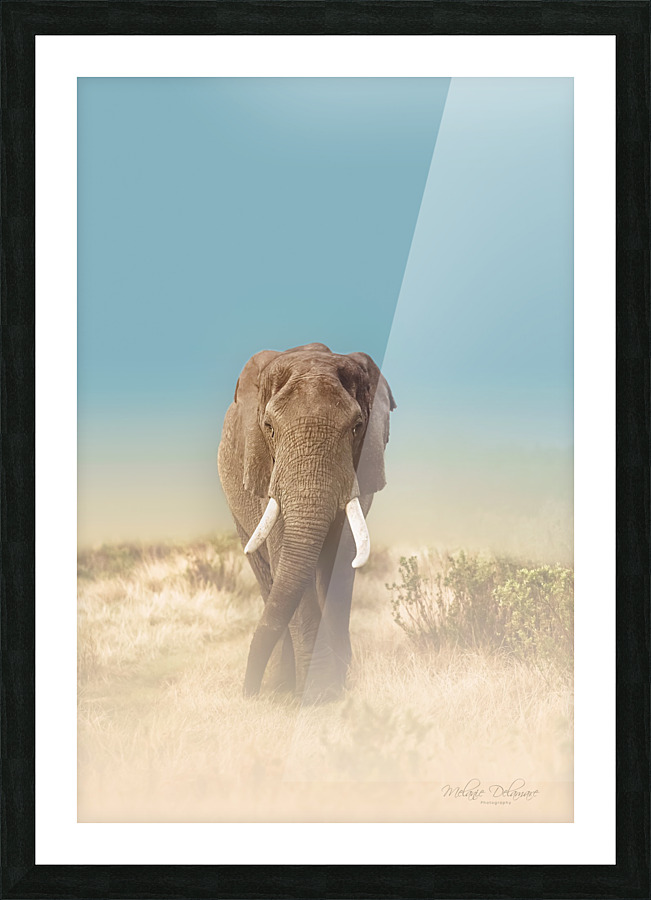 The Elephants Path Picture Frame print