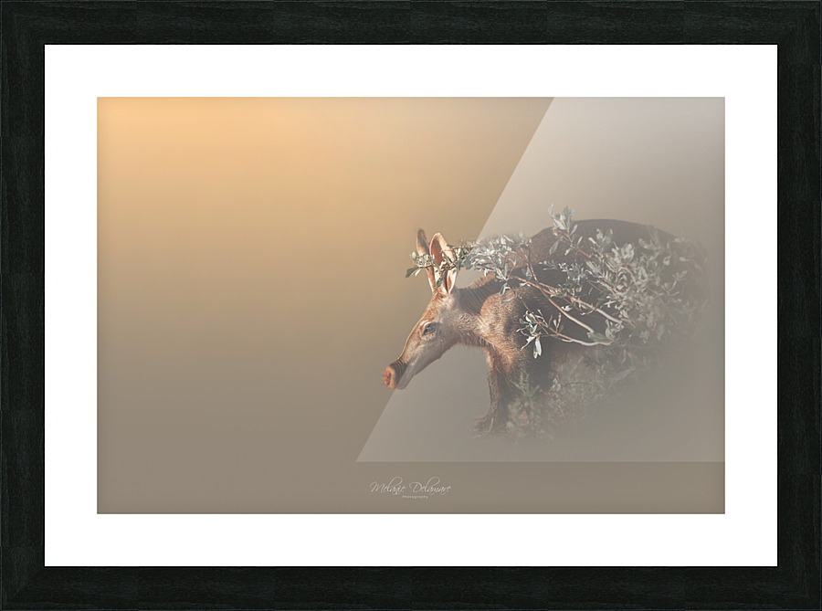 Secretive Aardvark Picture Frame print