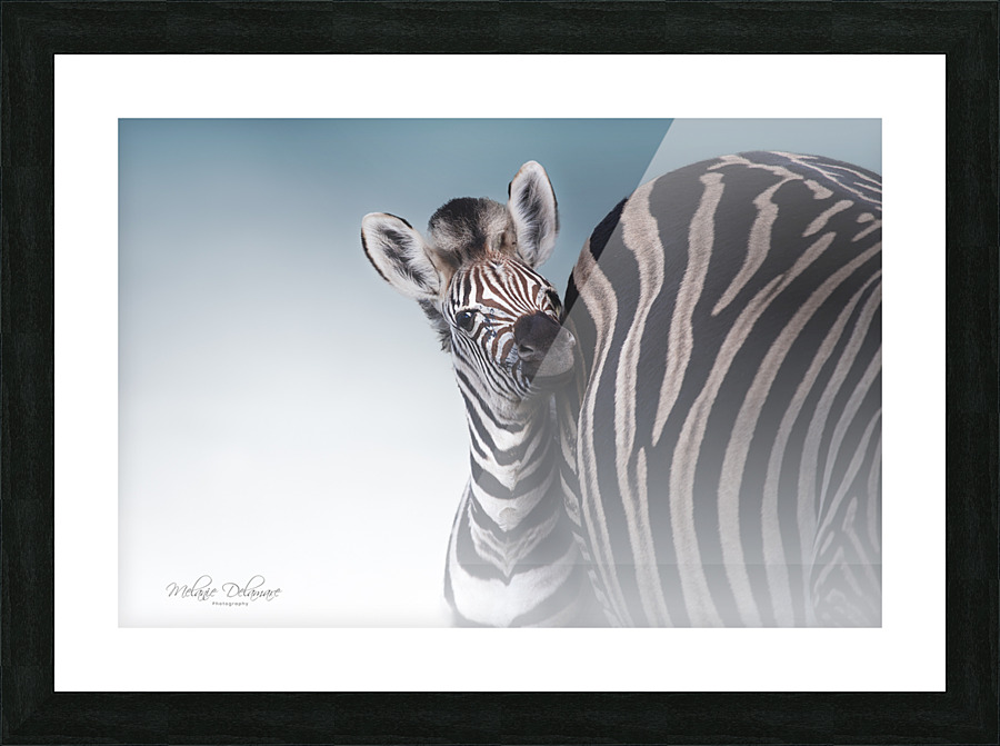 Zebra Foal Picture Frame print