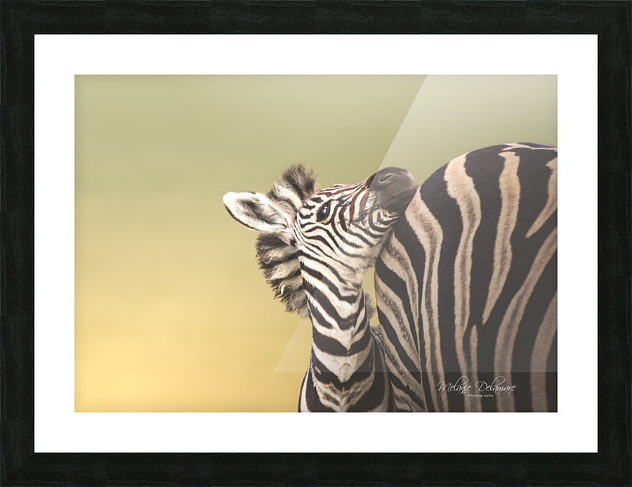 Strippy Foal Picture Frame print