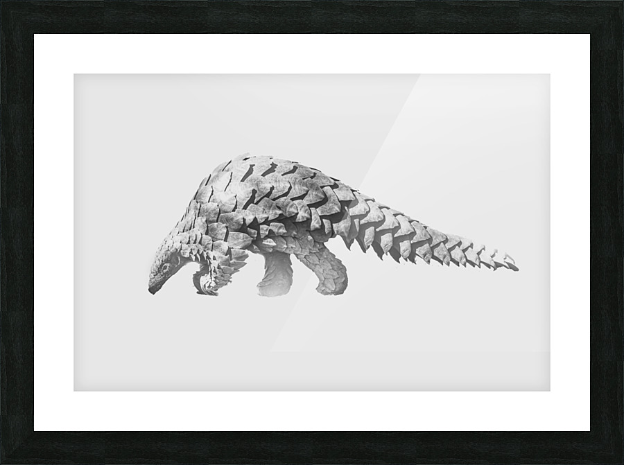 Shy Pangolin Picture Frame print