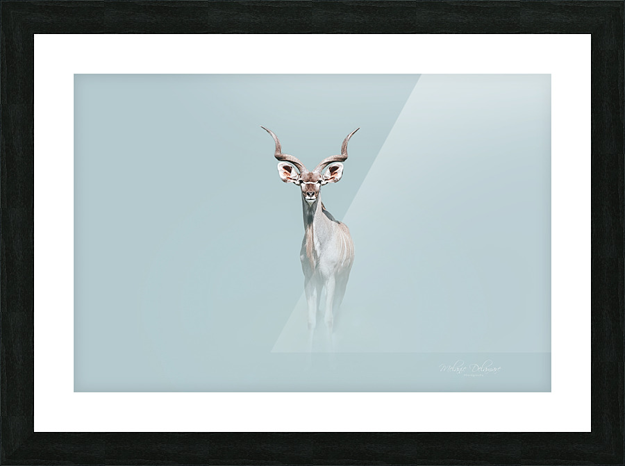Royal Kudu Picture Frame print