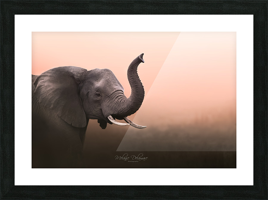 Elephant at Dawn Picture Frame print