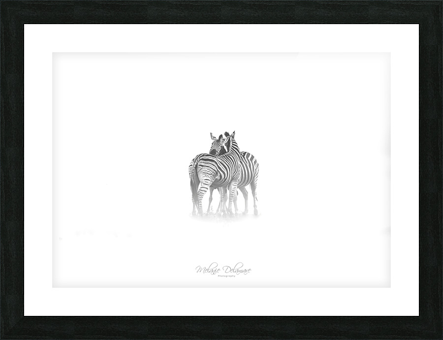 Zebra Love Picture Frame print