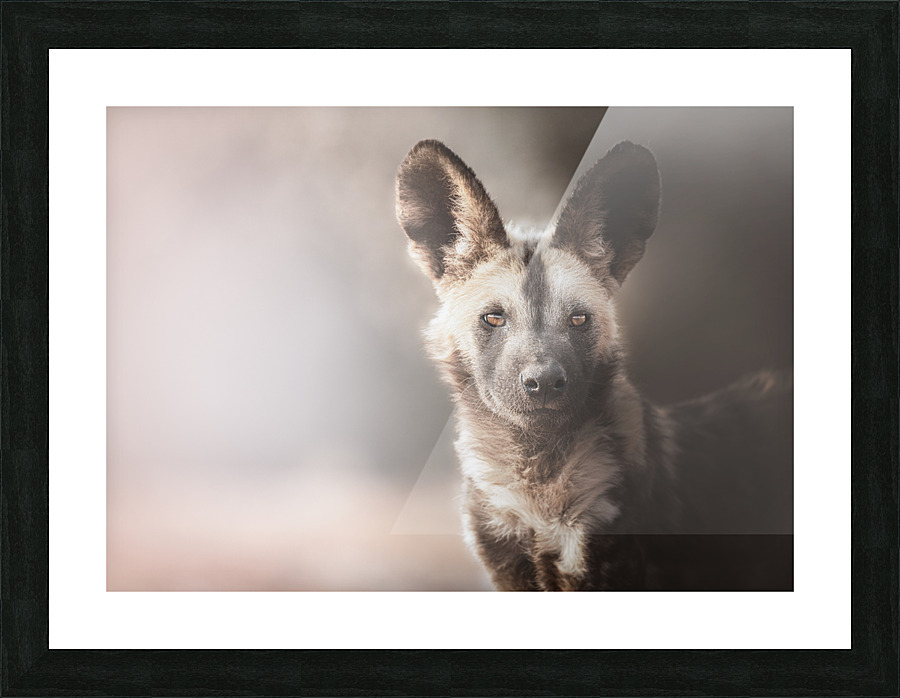 Wild Dog Portrait Picture Frame print