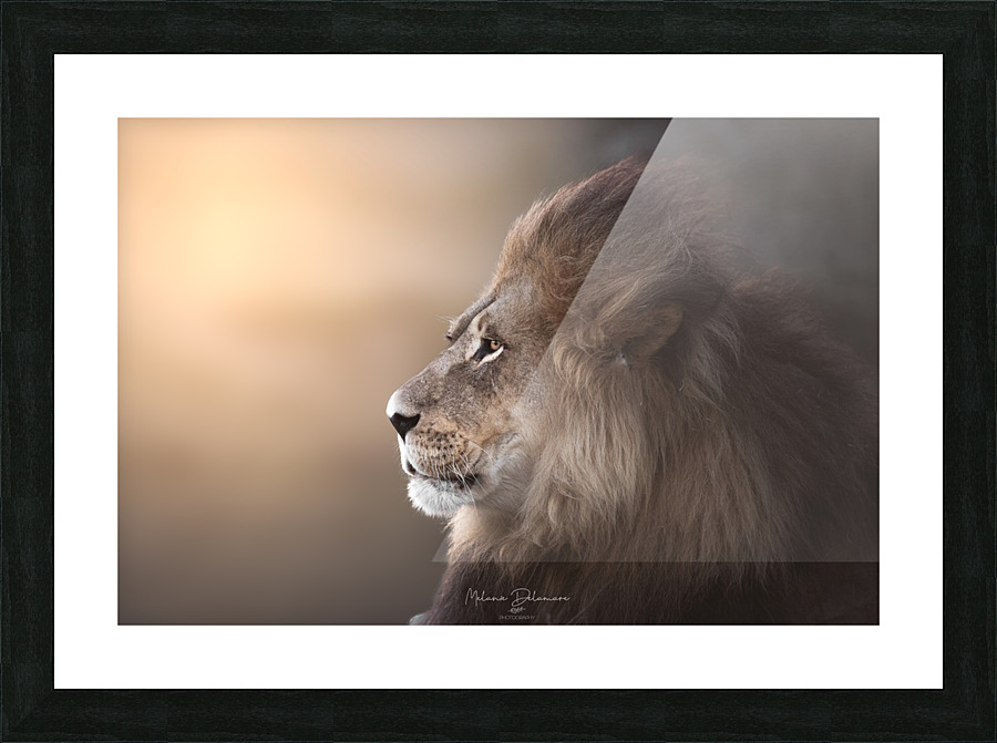 Golden Lion Picture Frame print