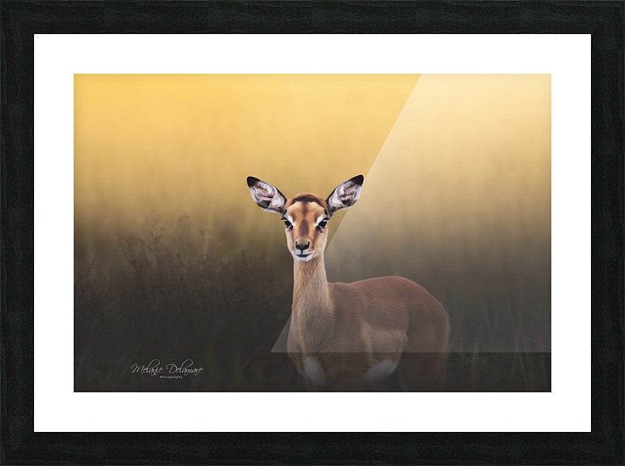 Yellow Light Impala Picture Frame print