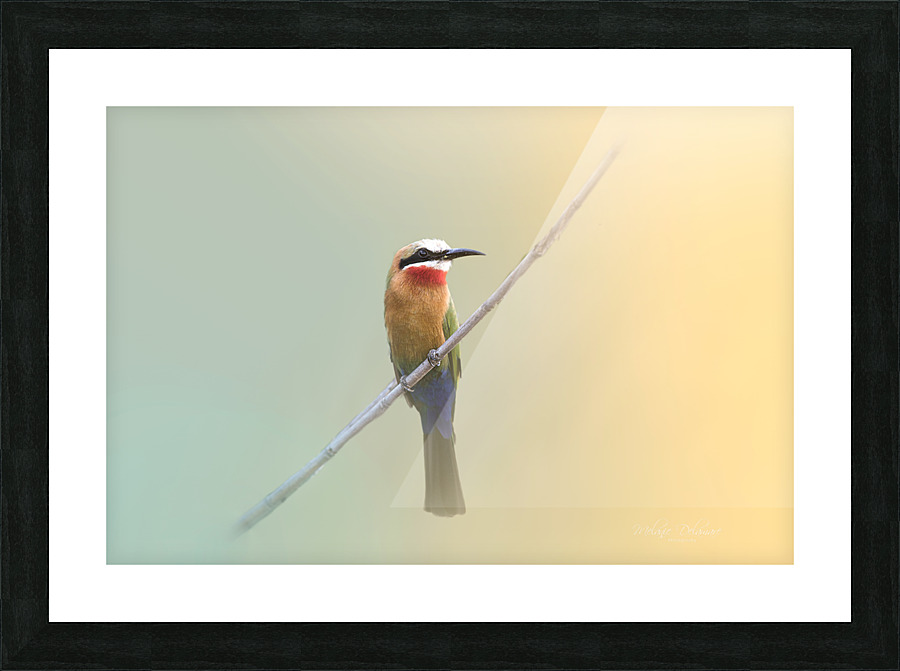 White Fronted Bee Eater Picture Frame print