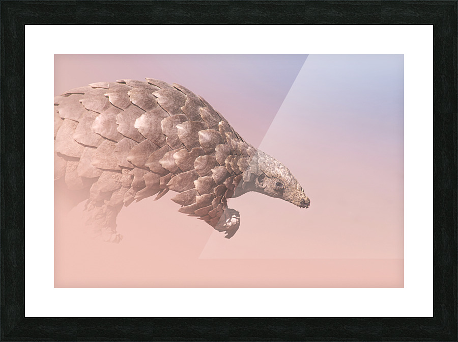 Pangolin Illusion Picture Frame print