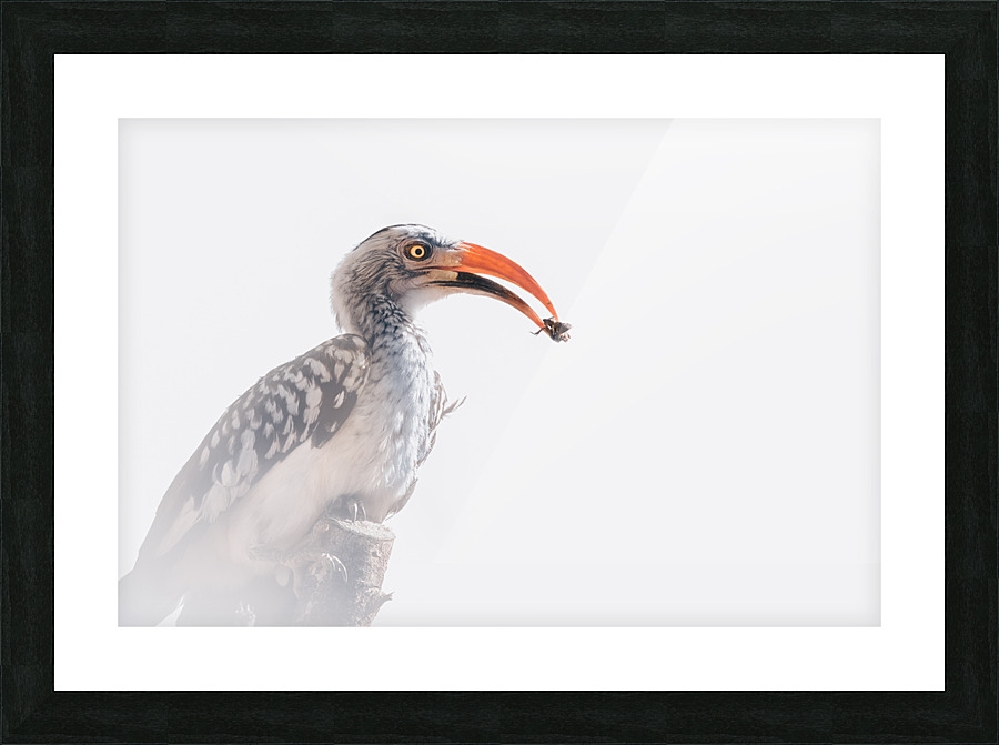 ZAZU Style Picture Frame print