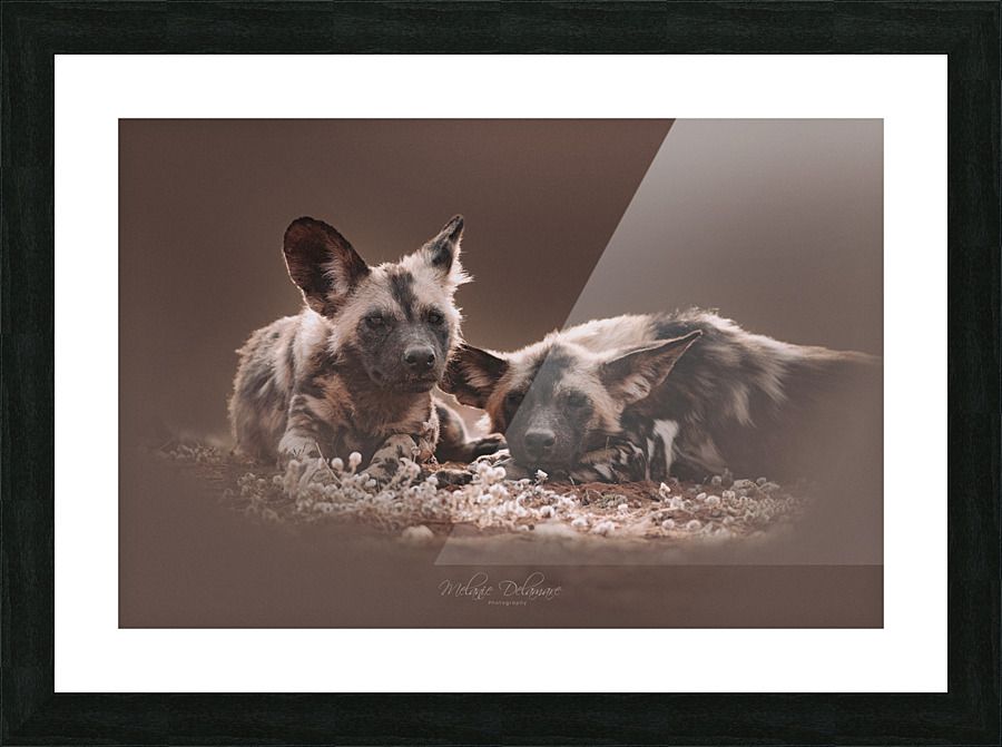 Wild Dog Brothers Picture Frame print