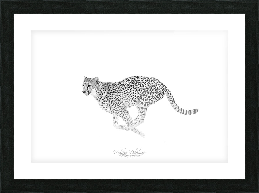 Speedy Cheetah Picture Frame print