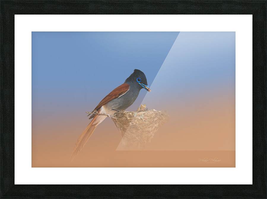 Paradise Flycatcher Picture Frame print