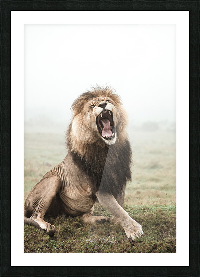 Lion Voice Picture Frame print