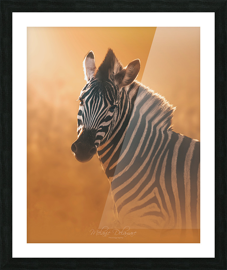 Gleaming Zebra Picture Frame print