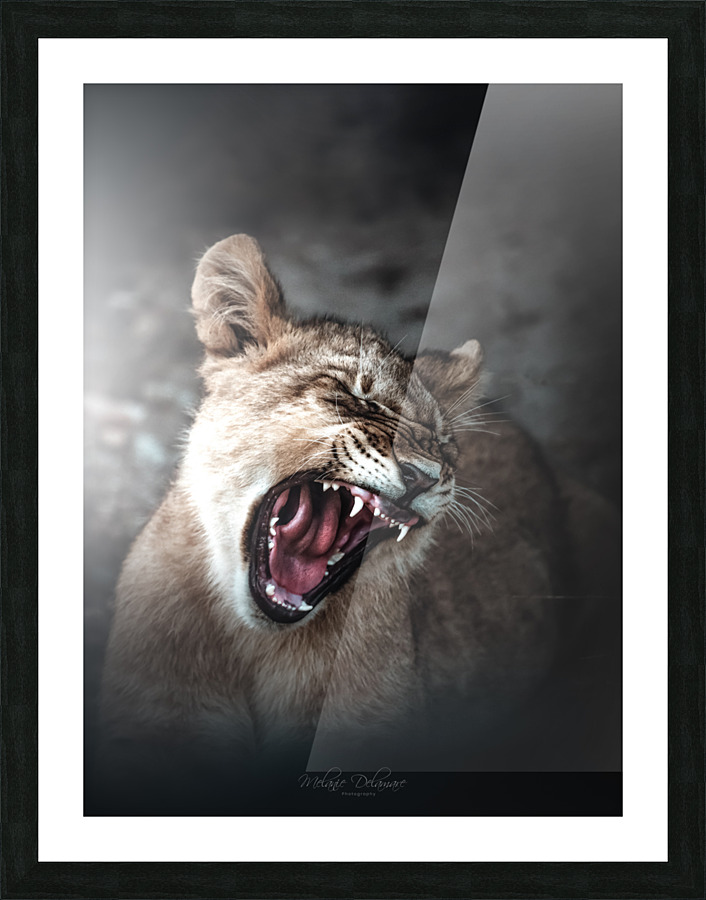 Blinded Cub Picture Frame print