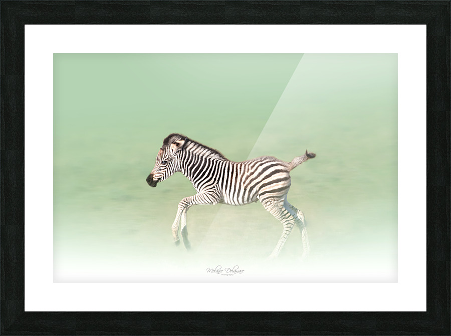 Running Zebra Picture Frame print