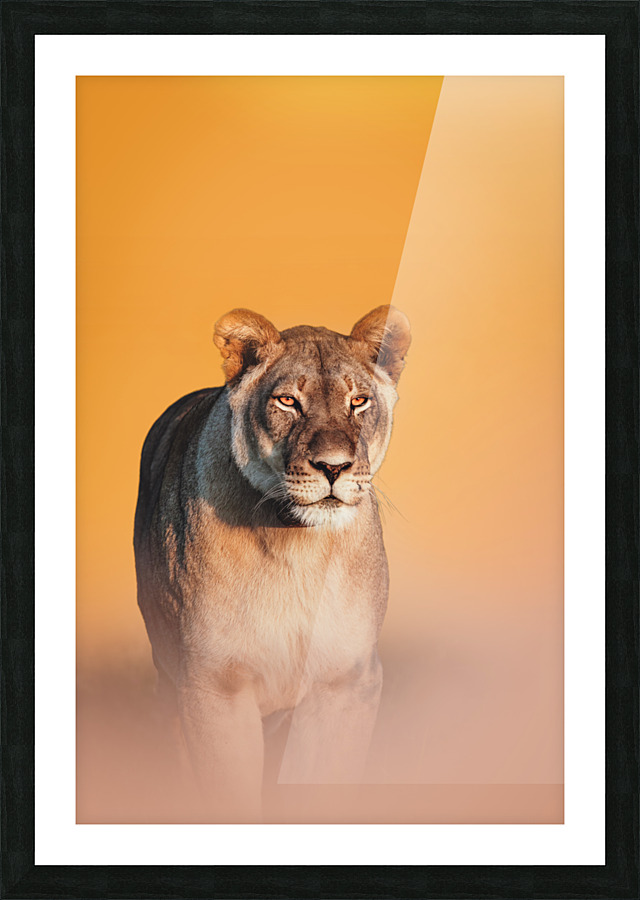 Lioness Stare Picture Frame print