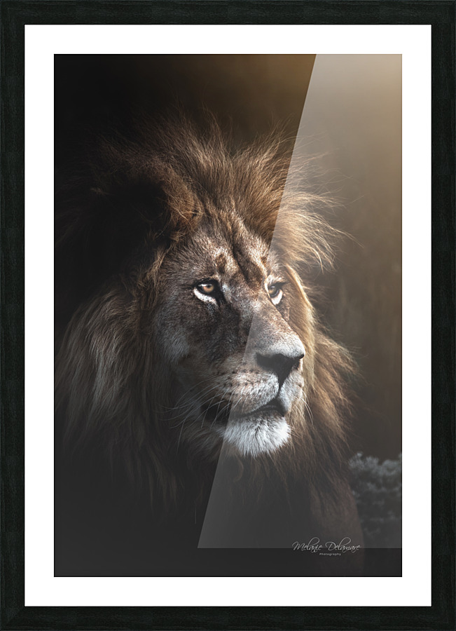 Glowing Lion Picture Frame print