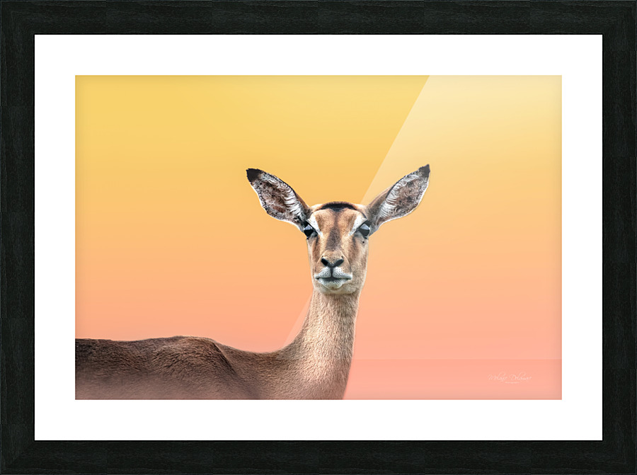 Dreamy Impala Picture Frame print