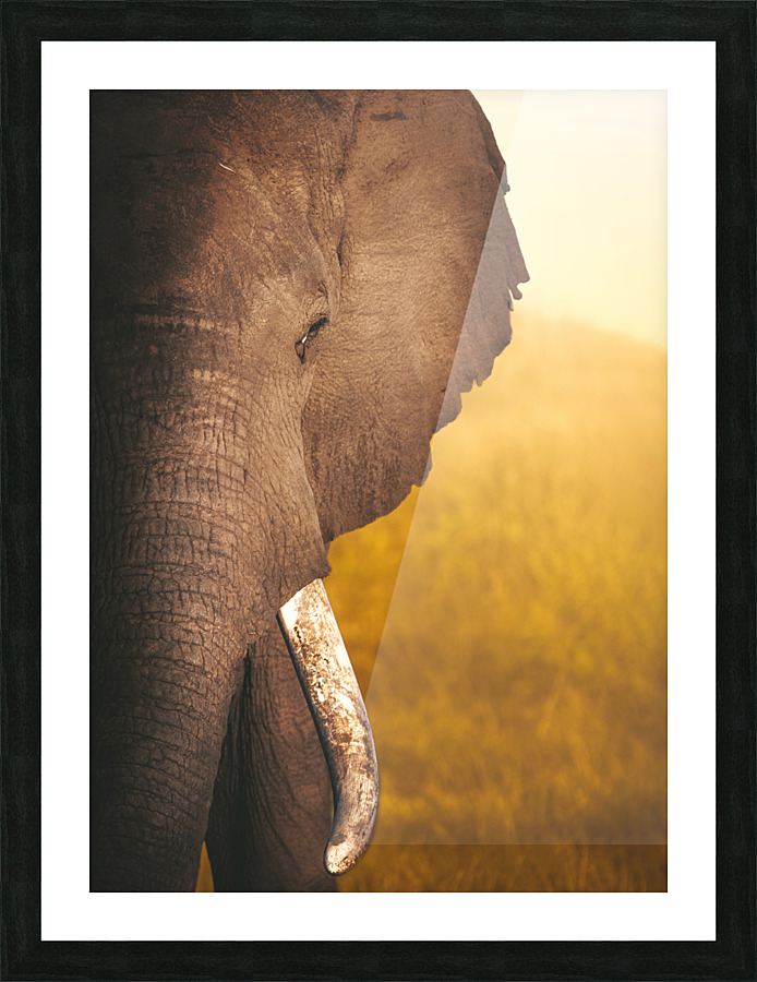Golden Bully Picture Frame print