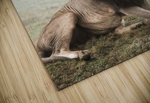 Lion Voice Melanie Delamare puzzle