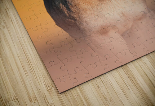 Lioness Stare Melanie Delamare puzzle