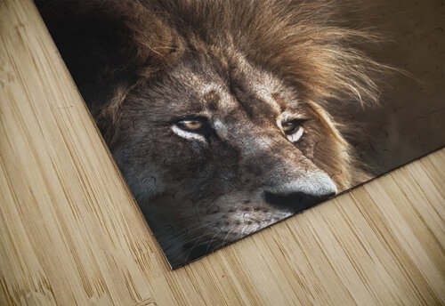 Glowing Lion Melanie Delamare puzzle