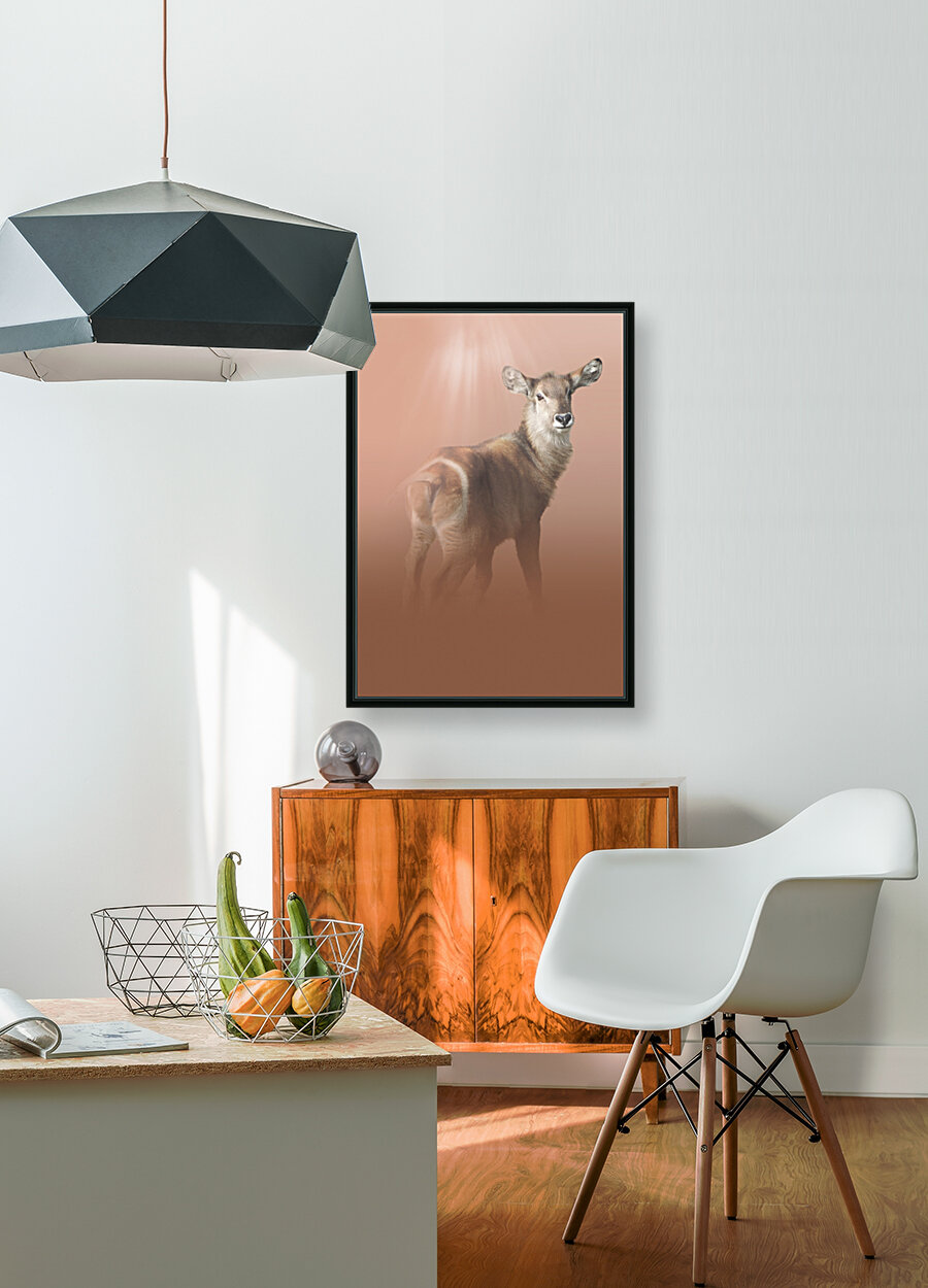 Striking Waterbuck Reproduction