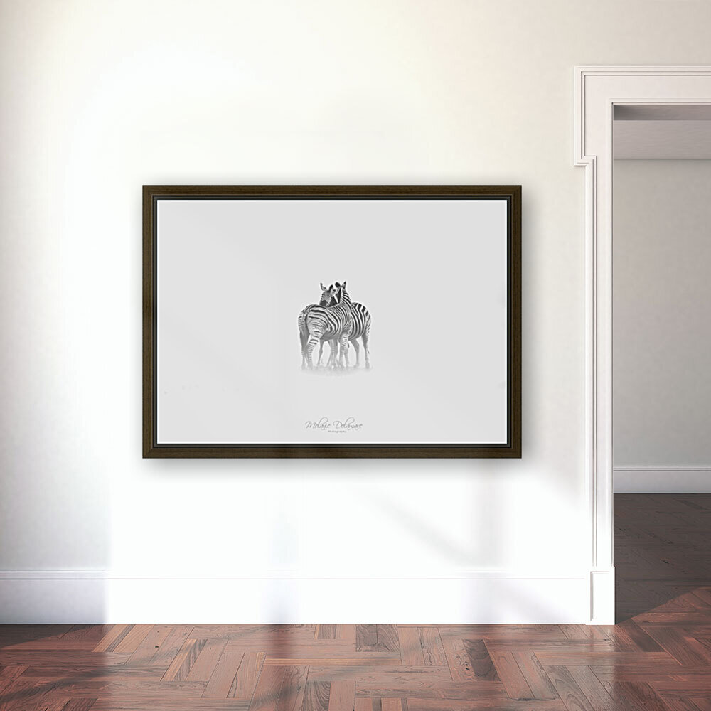 Zebra Love Reproduction