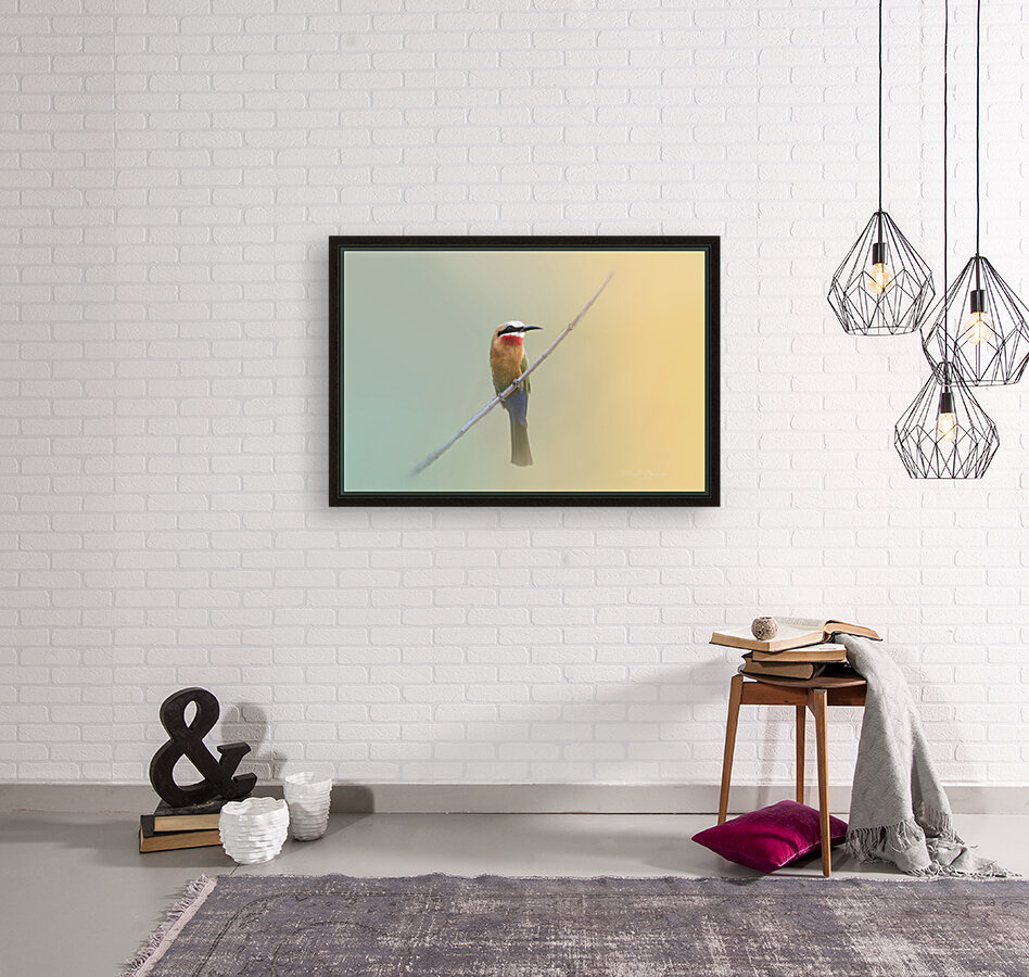 White Fronted Bee Eater Reproduction