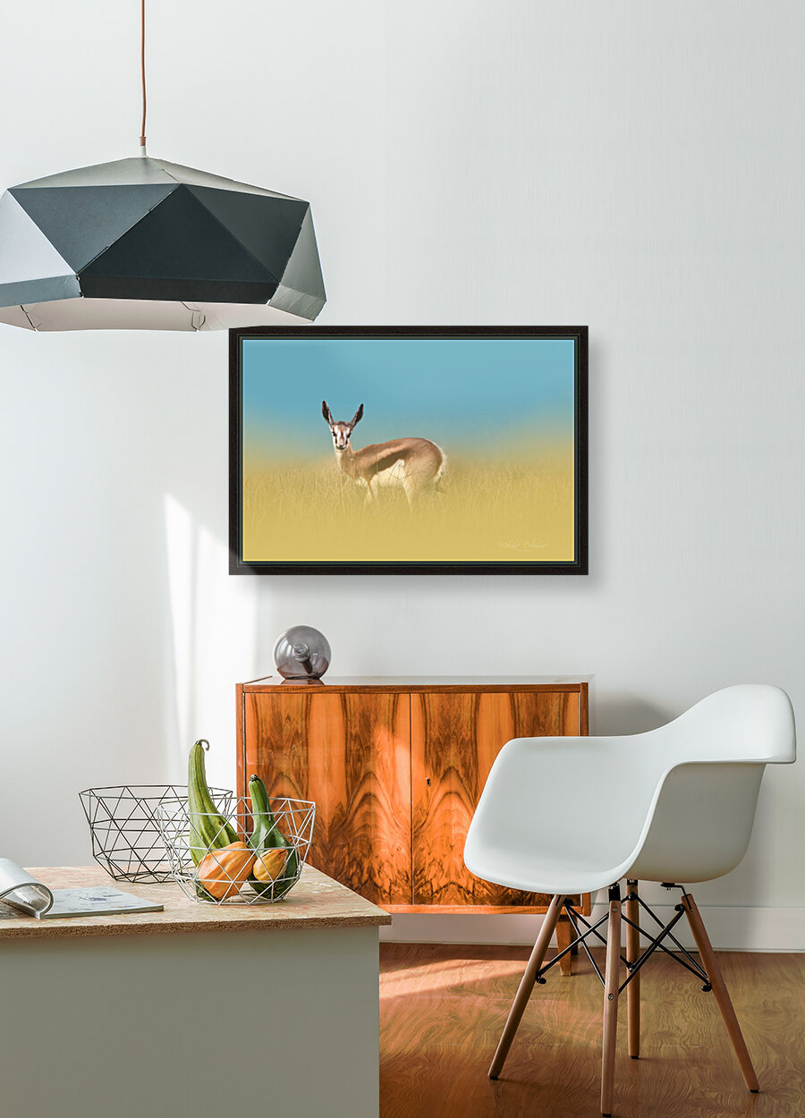 Springbok Dream Reproduction