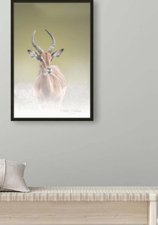 Young Male Impala by Melanie Delamare