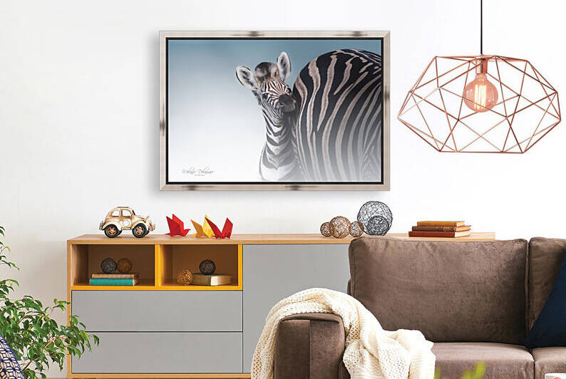 Zebra Foal by Melanie Delamare