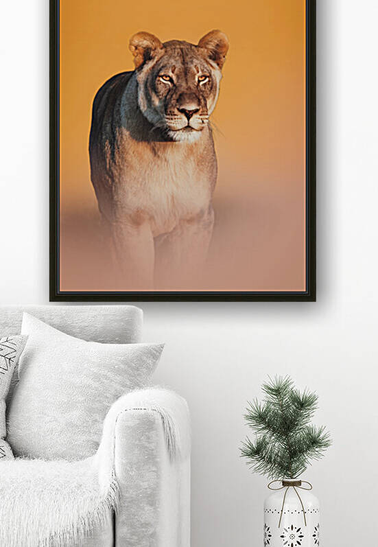 Lioness Stare by Melanie Delamare