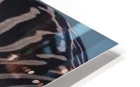 Zebra Foal HD Metal print