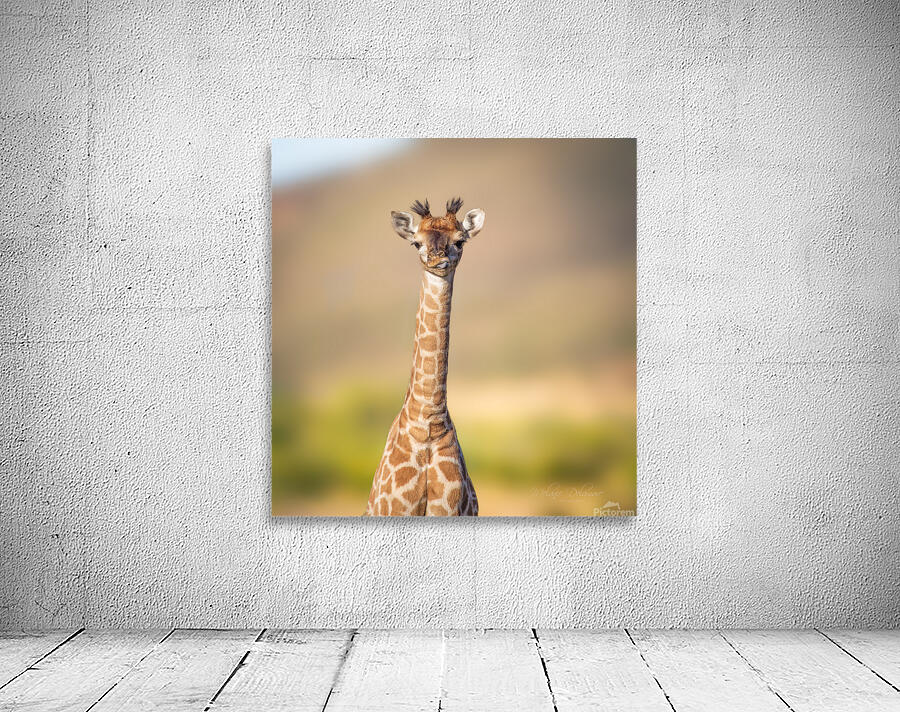 Silly Giraffe Wall Preview
